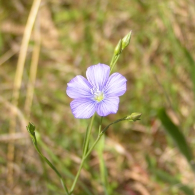 Linum marginale (Native Flax) at Mount Taylor - 8 Nov 2022 by MatthewFrawley