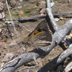 Trapezites phigalia (Heath Ochre) at Mount Taylor - 8 Nov 2022 by MatthewFrawley