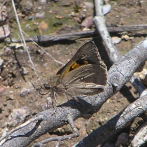 Trapezites phigalia at Kambah, ACT - 8 Nov 2022