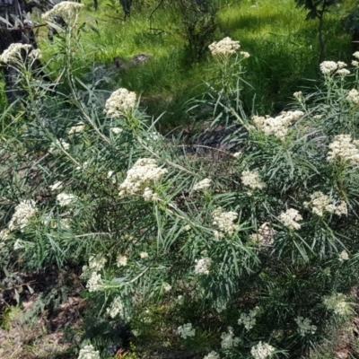 Cassinia longifolia (Shiny Cassinia, Cauliflower Bush) at Urambi Hills - 8 Nov 2022 by MatthewFrawley