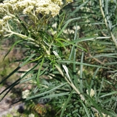 Cassinia longifolia at Kambah, ACT - 8 Nov 2022