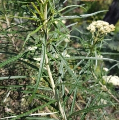 Cassinia longifolia at Kambah, ACT - 8 Nov 2022