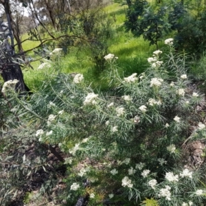 Cassinia longifolia at Kambah, ACT - 8 Nov 2022