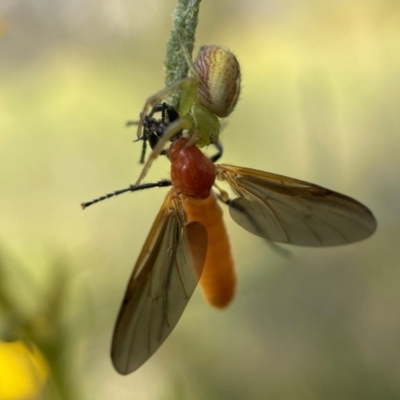 Bibio imitator (Garden maggot) at Yarralumla, ACT - 8 Nov 2022 by PeterA