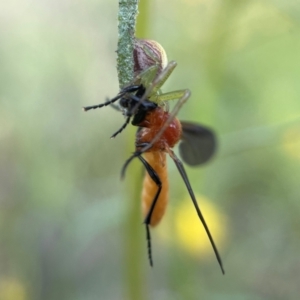 Bibio imitator at Yarralumla, ACT - 8 Nov 2022 03:49 PM