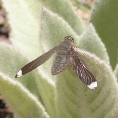 Comptosia stria (A bee fly) at Kambah, ACT - 8 Nov 2022 by MatthewFrawley