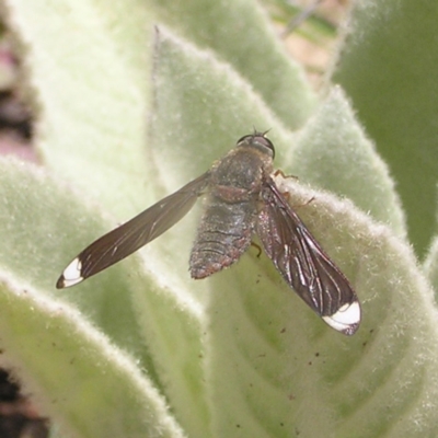 Comptosia stria (A bee fly) at Urambi Hills - 8 Nov 2022 by MatthewFrawley