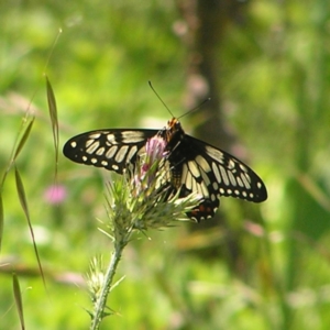 Papilio anactus at Kambah, ACT - 8 Nov 2022 01:35 PM