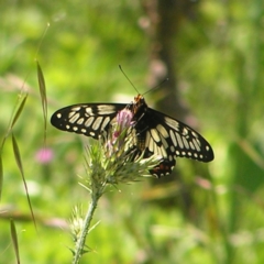 Papilio anactus (Dainty Swallowtail) at Kambah, ACT - 8 Nov 2022 by MatthewFrawley