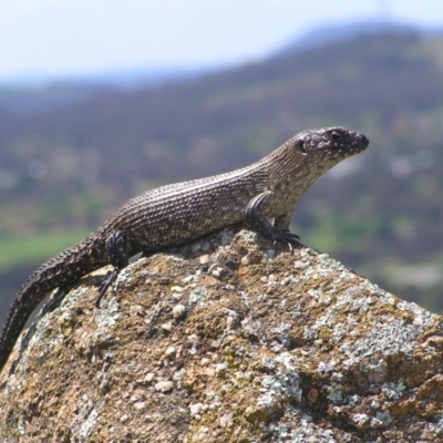 Egernia cunninghami (Cunningham's Skink) at Kambah, ACT - 8 Nov 2022 by MatthewFrawley
