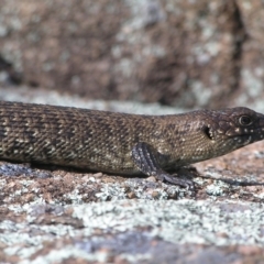 Egernia cunninghami at Kambah, ACT - 8 Nov 2022