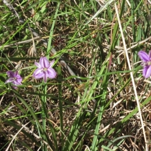 Thysanotus patersonii at Hawker, ACT - 6 Nov 2022 10:20 AM