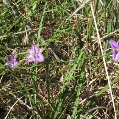 Thysanotus patersonii (Twining Fringe Lily) at The Pinnacle - 5 Nov 2022 by sangio7