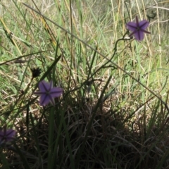 Thysanotus patersonii at Hawker, ACT - 6 Nov 2022