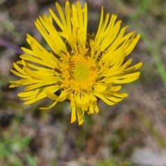 Podolepis jaceoides (Showy Copper-wire Daisy) at Mount Jerrabomberra - 8 Nov 2022 by roachie