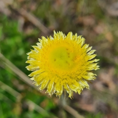 Coronidium scorpioides (Button Everlasting) at QPRC LGA - 6 Nov 2022 by roachie