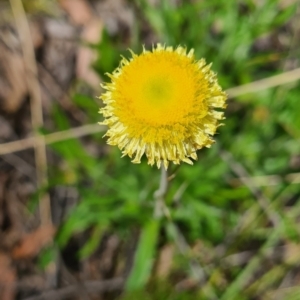 Coronidium scorpioides at Carwoola, NSW - 6 Nov 2022