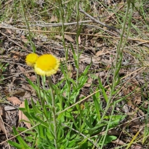 Coronidium scorpioides at Carwoola, NSW - 6 Nov 2022