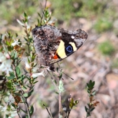 Vanessa itea (Yellow Admiral) at Cuumbeun Nature Reserve - 5 Nov 2022 by roachie