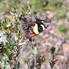 Vanessa itea (Yellow Admiral) at Carwoola, NSW - 6 Nov 2022 by roachie