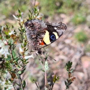 Vanessa itea at Carwoola, NSW - 6 Nov 2022