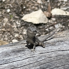 Amphibolurus muricatus (Jacky Lizard) at Tidbinbilla Nature Reserve - 8 Nov 2022 by Bugologist