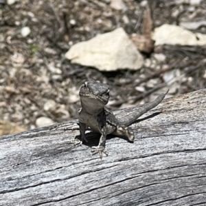 Amphibolurus muricatus at Paddys River, ACT - 8 Nov 2022