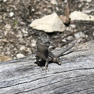 Amphibolurus muricatus (Jacky Lizard) at Tidbinbilla Nature Reserve - 8 Nov 2022 by Bugologist