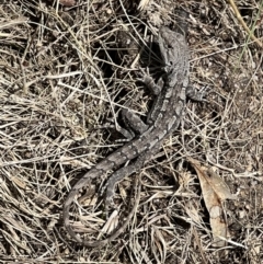 Amphibolurus muricatus (Jacky Lizard) at Paddys River, ACT - 8 Nov 2022 by FeralGhostbat
