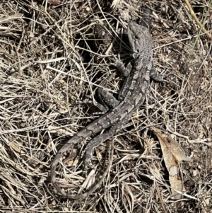 Amphibolurus muricatus at Paddys River, ACT - 8 Nov 2022 10:48 AM