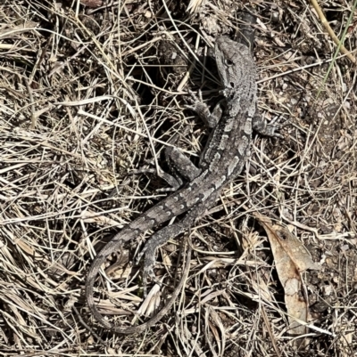 Amphibolurus muricatus (Jacky Lizard) at Paddys River, ACT - 8 Nov 2022 by FeralGhostbat