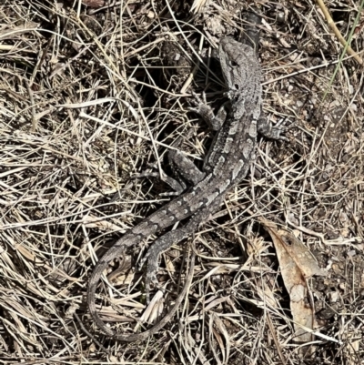 Amphibolurus muricatus (Jacky Lizard) at Paddys River, ACT - 7 Nov 2022 by Bugologist