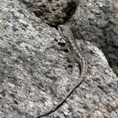 Amphibolurus muricatus (Jacky Lizard) at Paddys River, ACT - 8 Nov 2022 by FeralGhostbat
