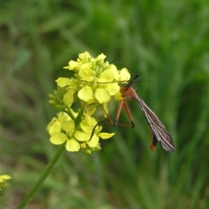 Harpobittacus australis at Kambah, ACT - 8 Nov 2022