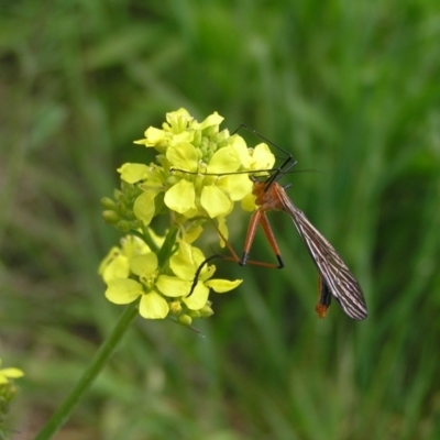 Harpobittacus australis (Hangingfly) at Urambi Hills - 8 Nov 2022 by MatthewFrawley