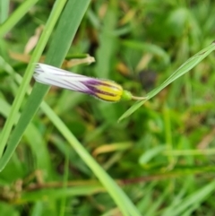 Sisyrinchium micranthum (Blue Pigroot) at Wanniassa Hill - 8 Nov 2022 by Mike