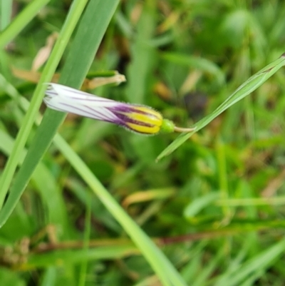 Sisyrinchium micranthum (Blue Pigroot) at Wanniassa Hill - 8 Nov 2022 by Mike