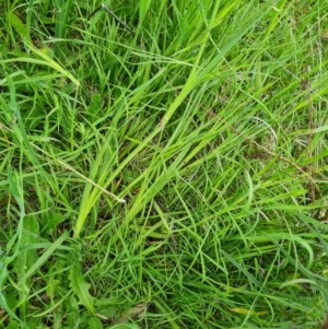 Sisyrinchium micranthum at Jerrabomberra, ACT - 8 Nov 2022