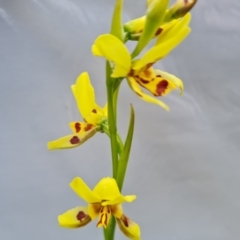 Diuris sulphurea (Tiger Orchid) at Wanniassa Hill - 8 Nov 2022 by Mike