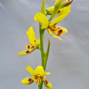 Diuris sulphurea at Jerrabomberra, ACT - suppressed