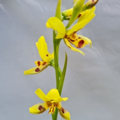 Diuris sulphurea (Tiger Orchid) at Jerrabomberra, ACT - 8 Nov 2022 by Mike