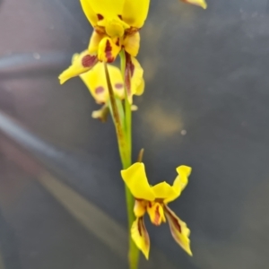 Diuris sulphurea at Jerrabomberra, ACT - suppressed