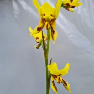 Diuris sulphurea at Jerrabomberra, ACT - suppressed