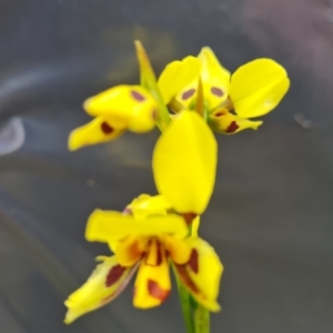 Diuris sulphurea at Jerrabomberra, ACT - suppressed