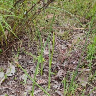 Microtis sp. (Onion Orchid) at Jerrabomberra, ACT - 8 Nov 2022 by Mike