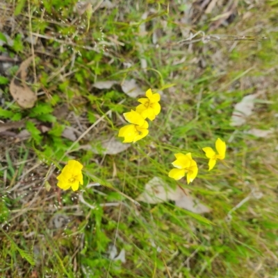 Goodenia pinnatifida (Scrambled Eggs) at Mount Mugga Mugga - 7 Nov 2022 by Mike