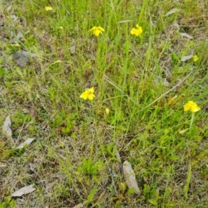 Goodenia pinnatifida at Symonston, ACT - 7 Nov 2022