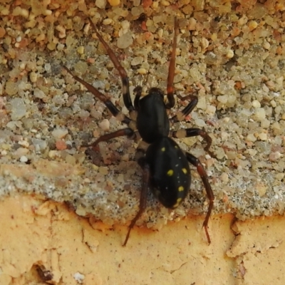 Habronestes sp. (genus) (An ant-eating spider) at Wanniassa, ACT - 8 Nov 2022 by JohnBundock