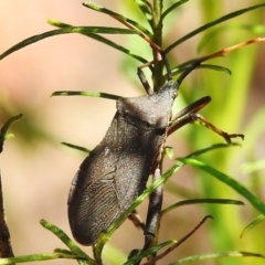 Amorbus sp. (genus) (Eucalyptus Tip bug) at Coree, ACT - 8 Nov 2022 by JohnBundock