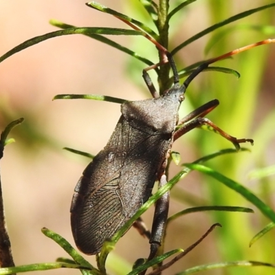 Amorbus sp. (genus) (Eucalyptus Tip bug) at Coree, ACT - 8 Nov 2022 by JohnBundock